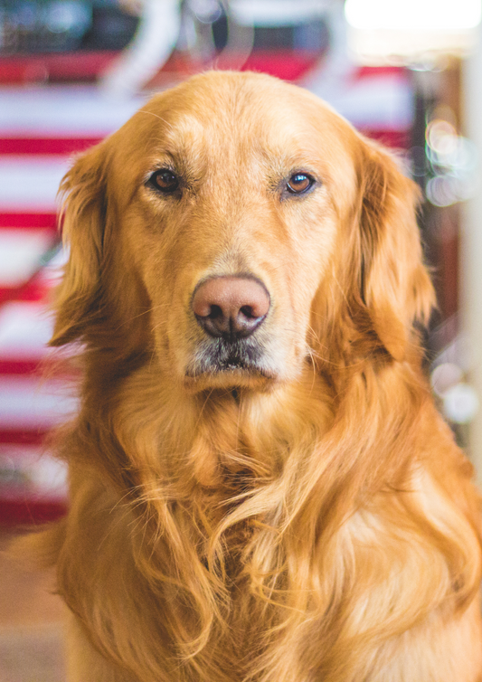 Your Dog is Smarter than You Think - 5 minute read